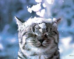 7 Ways to Beat the Holiday Blues